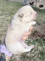 AKC Luce, a male Pomeranian for sale in Spokane, MO – Photo 6 of 10