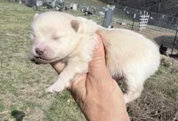 AKC Luce, a male Pomeranian for sale in Spokane, MO – Photo 4 of 10