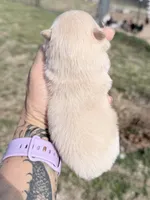 AKC Luce, a male Pomeranian for sale in Spokane, MO – Photo 10 of 10