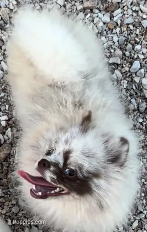 AKC Otto – Pomeranian puppy for sale in Spokane, MO
