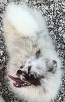 AKC Otto, a male Pomeranian for sale in Spokane, MO – 1 of 10