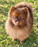 AKC Booker, a male Pomeranian for sale in Spokane, MO – 2 of 10