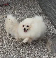 AKC Luce, a male Pomeranian for sale in Spokane, MO – 8 of 10