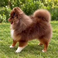 AKC Wags, a male Pomeranian for sale in Spokane, MO – 10 of 10