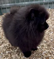 AKC Boo!, a male Pomeranian for sale in Spokane, MO – Photo 6 of 10