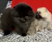 AKC Boo!, a male Pomeranian for sale in Spokane, MO – Photo 7 of 10