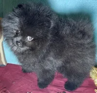 AKC Boo!, a male Pomeranian for sale in Spokane, MO – Photo 8 of 10