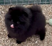 AKC Boo!, a male Pomeranian for sale in Spokane, MO – Photo 3 of 10