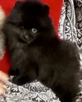 AKC Boo!, a male Pomeranian for sale in Spokane, MO – Photo 2 of 10