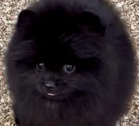 AKC Boo!, a male Pomeranian for sale in Spokane, MO – Photo 5 of 10