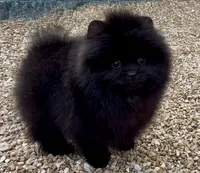 AKC Boo!, a male Pomeranian for sale in Spokane, MO – Photo 10 of 10