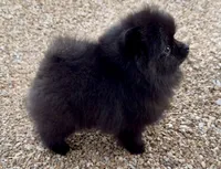 AKC Boo!, a male Pomeranian for sale in Spokane, MO – Photo 9 of 10