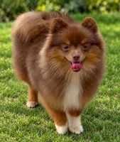 AKC Wags, a male Pomeranian for sale in Spokane, MO – 4 of 10