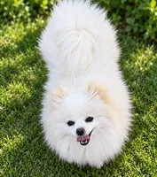AKC Glamour, a female Pomeranian for sale in Spokane, MO – 7 of 10