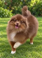 AKC Wags, a male Pomeranian for sale in Spokane, MO – 2 of 10