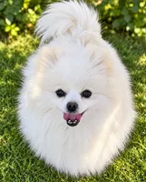 AKC Glamour, a female Pomeranian for sale in Spokane, MO – 8 of 10