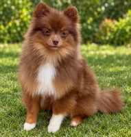 AKC Wags, a male Pomeranian for sale in Spokane, MO – 3 of 10