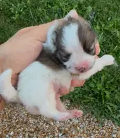 AKC Akbar, a male Pomeranian for sale in Spokane, MO – Photo 10 of 10