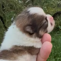 AKC Akbar, a male Pomeranian for sale in Spokane, MO – Photo 8 of 10