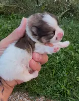 AKC Akbar, a male Pomeranian for sale in Spokane, MO – Photo 7 of 10