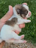 AKC Akbar, a male Pomeranian for sale in Spokane, MO – Photo 1 of 10