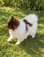 AKC Lilly, a female Pomeranian for sale in Spokane, MO – 9 of 10