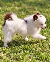 AKC Panda, a female Pomeranian for sale in Spokane, MO – 7 of 10