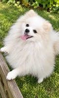 AKC Glamour, a female Pomeranian for sale in Spokane, MO – 2 of 10