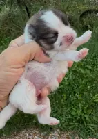 AKC Lyle, a male Pomeranian for sale in Spokane, MO – Photo 3 of 10