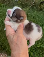 AKC Lyle, a male Pomeranian for sale in Spokane, MO – Photo 6 of 10