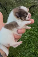 AKC Lyle, a male Pomeranian for sale in Spokane, MO – Photo 7 of 10