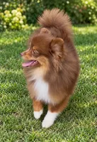 AKC Wags, a male Pomeranian for sale in Spokane, MO – 7 of 10