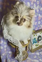 AKC Daisy, a female Pomeranian for sale in Spokane, MO – 4 of 10