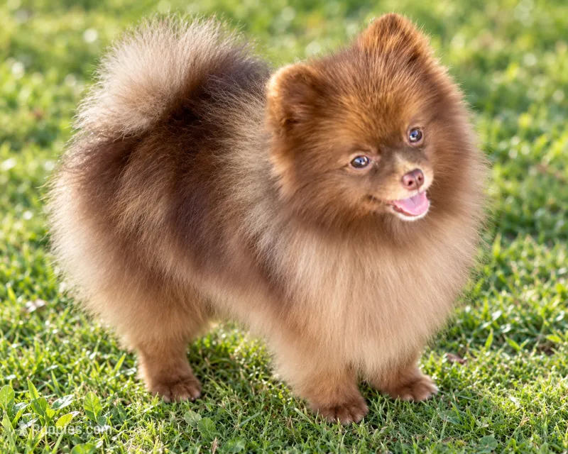 AKC Booker – Pomeranian puppy for sale in Spokane, MO