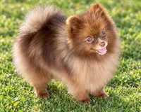 AKC Booker, a male Pomeranian for sale in Spokane, MO – 1 of 10