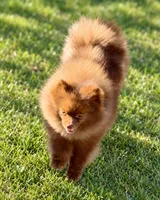AKC Booker, a male Pomeranian for sale in Spokane, MO – 5 of 10