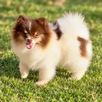 AKC Urchin, a male Pomeranian for sale in Spokane, MO – 4 of 10