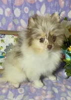 AKC Daisy, a female Pomeranian for sale in Spokane, MO – 10 of 10