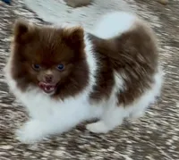 AKC Fuzzy, a male Pomeranian for sale in Spokane, MO – Photo 3 of 5