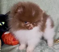 AKC Fuzzy, a male Pomeranian for sale in Spokane, MO – Photo 1 of 9