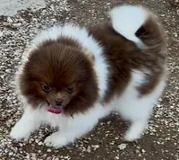 AKC Fuzzy, a male Pomeranian for sale in Spokane, MO – Photo 5 of 5