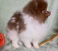 AKC Fuzzy, a male Pomeranian for sale in Spokane, MO – Photo 7 of 9