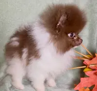 AKC Fuzzy, a male Pomeranian for sale in Spokane, MO – Photo 8 of 9