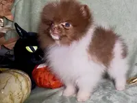 AKC Fuzzy, a male Pomeranian for sale in Spokane, MO – Photo 4 of 9