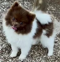 AKC Fuzzy, a male Pomeranian for sale in Spokane, MO – Photo 1 of 5