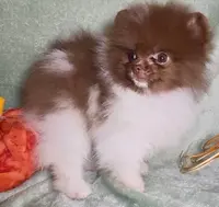 AKC Fuzzy, a male Pomeranian for sale in Spokane, MO – Photo 6 of 9