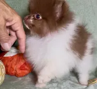 AKC Fuzzy, a male Pomeranian for sale in Spokane, MO – Photo 9 of 9