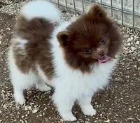 AKC Fuzzy, a male Pomeranian for sale in Spokane, MO – Photo 2 of 5