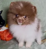 AKC Fuzzy, a male Pomeranian for sale in Spokane, MO – Photo 5 of 9