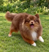 AKC Wags, a male Pomeranian for sale in Spokane, MO – 5 of 10